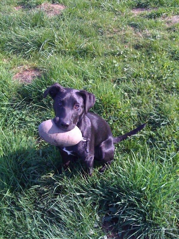 dog holding a dummy
