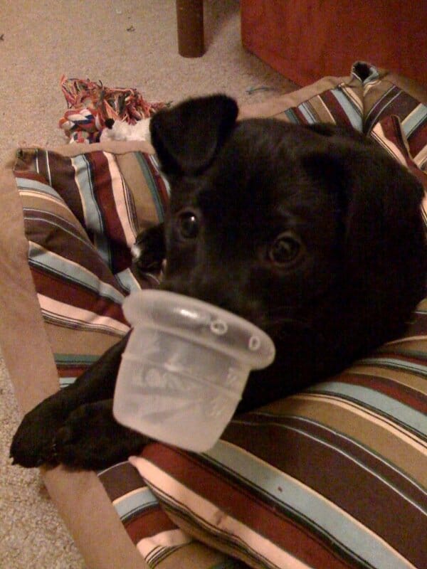 small black puppy chewing on a cup