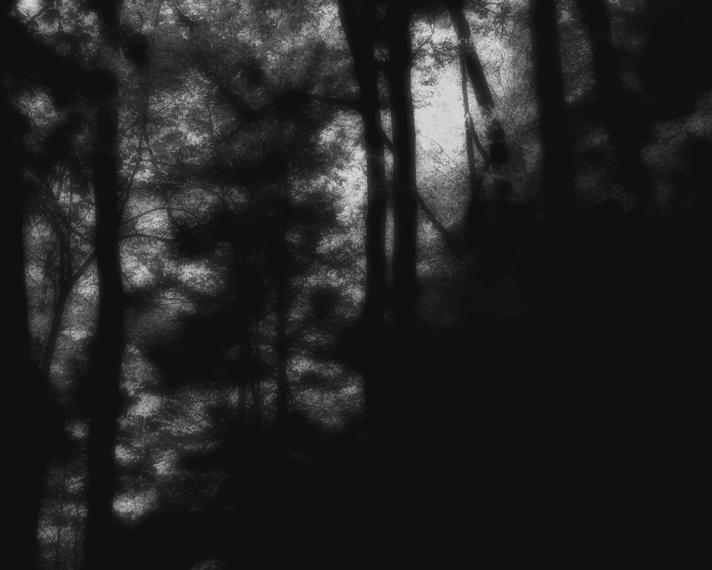dark forest obscured in texture and stripped of colour