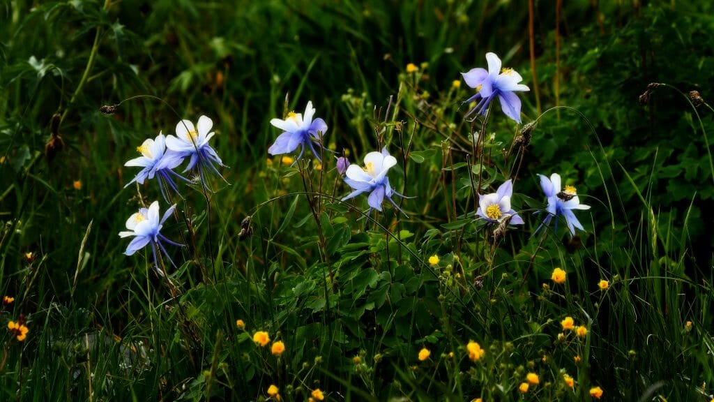 colorado columbine flowers outside