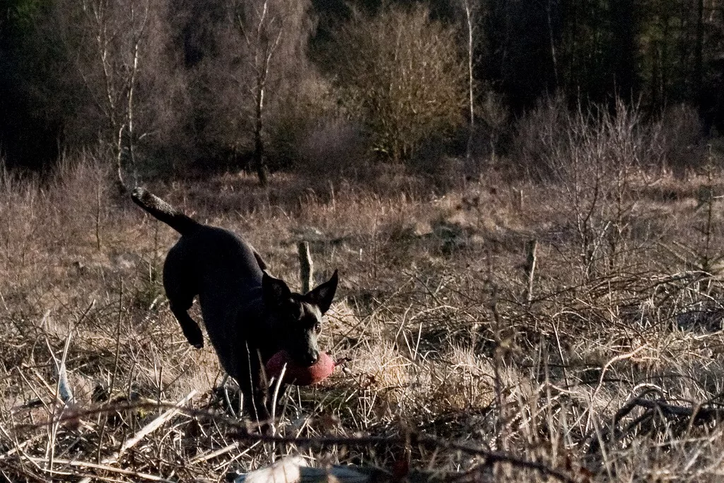 black dog jumping over branches while holding a training dummy in its mouth