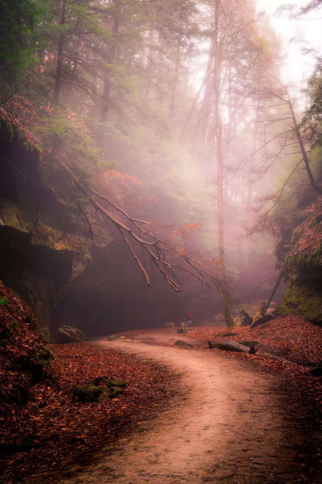 Shows a path under a fallen tree into fog